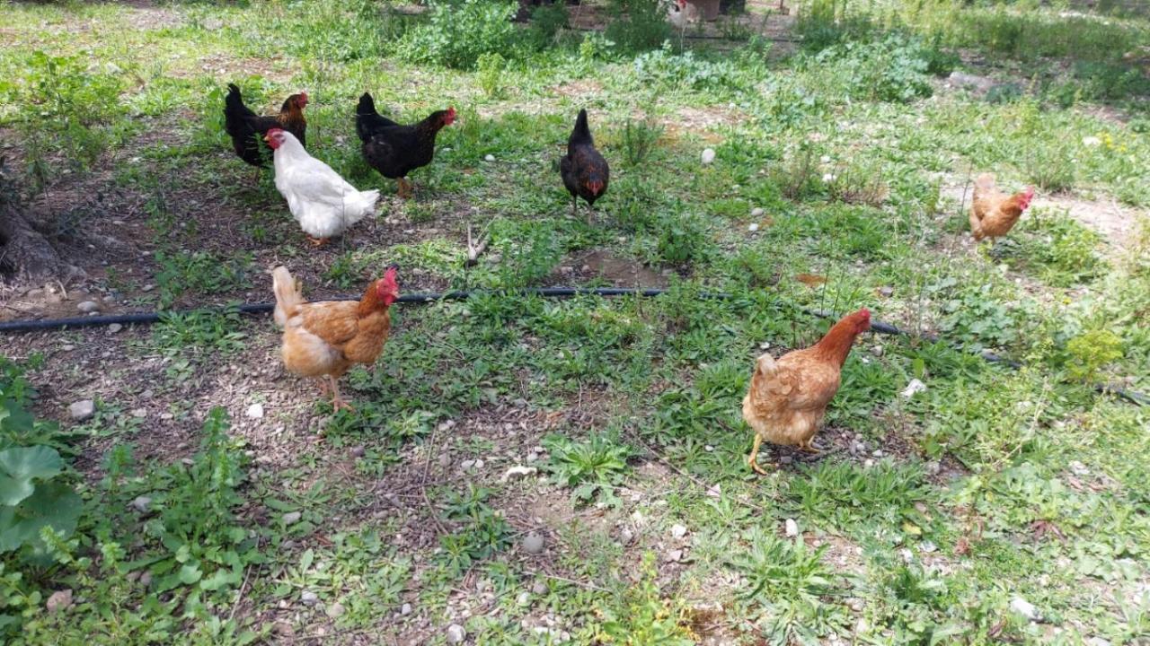 Agritourism Cottage Near Sitia Dış mekan fotoğraf