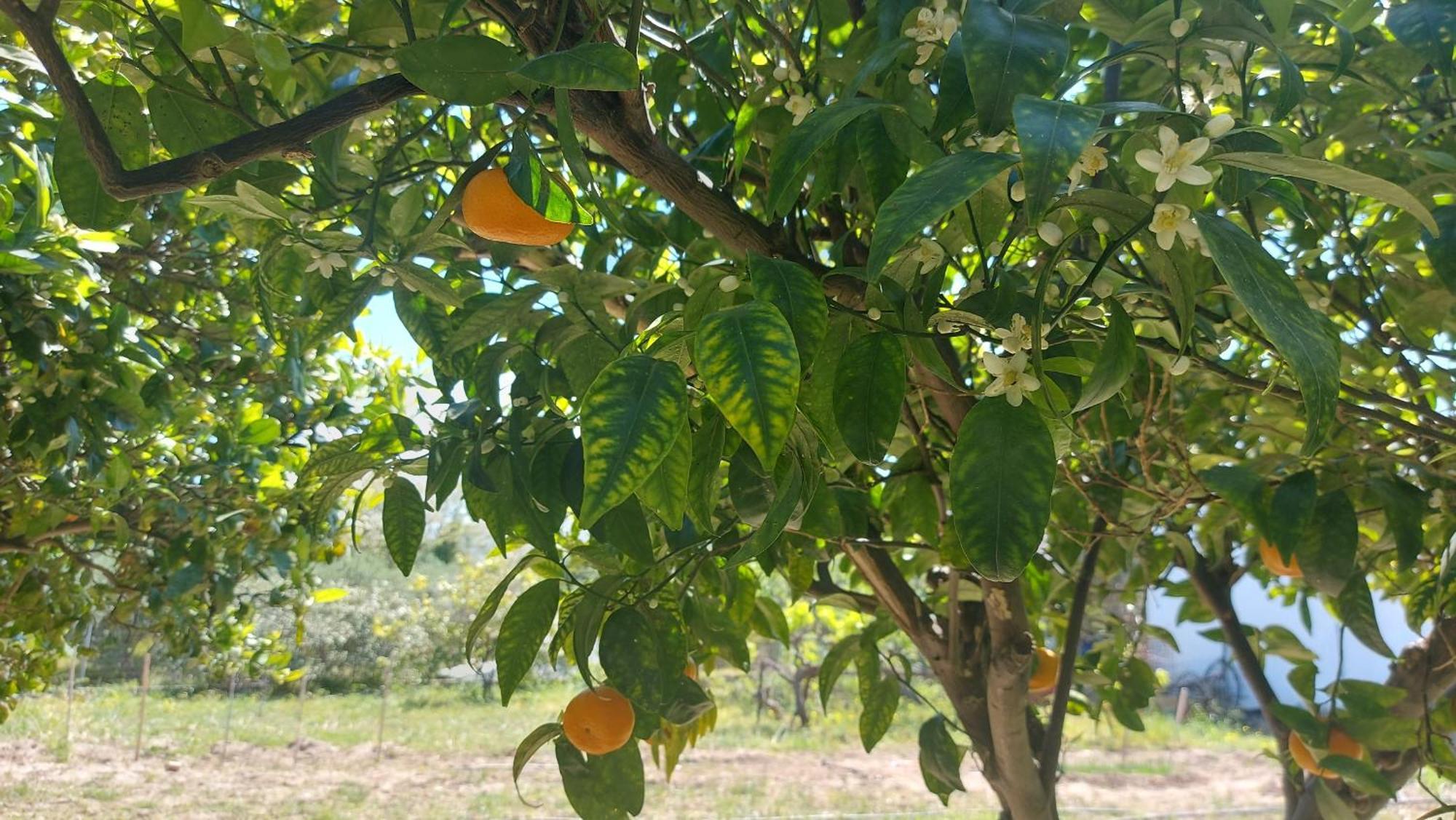 Agritourism Cottage Near Sitia Dış mekan fotoğraf