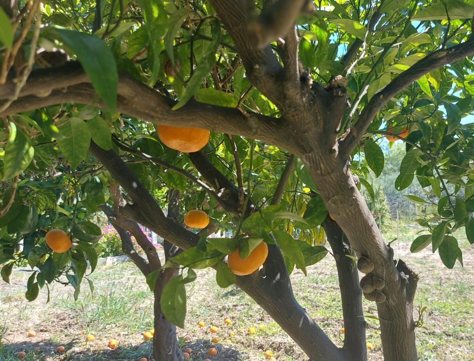 Agritourism Cottage Near Sitia Dış mekan fotoğraf
