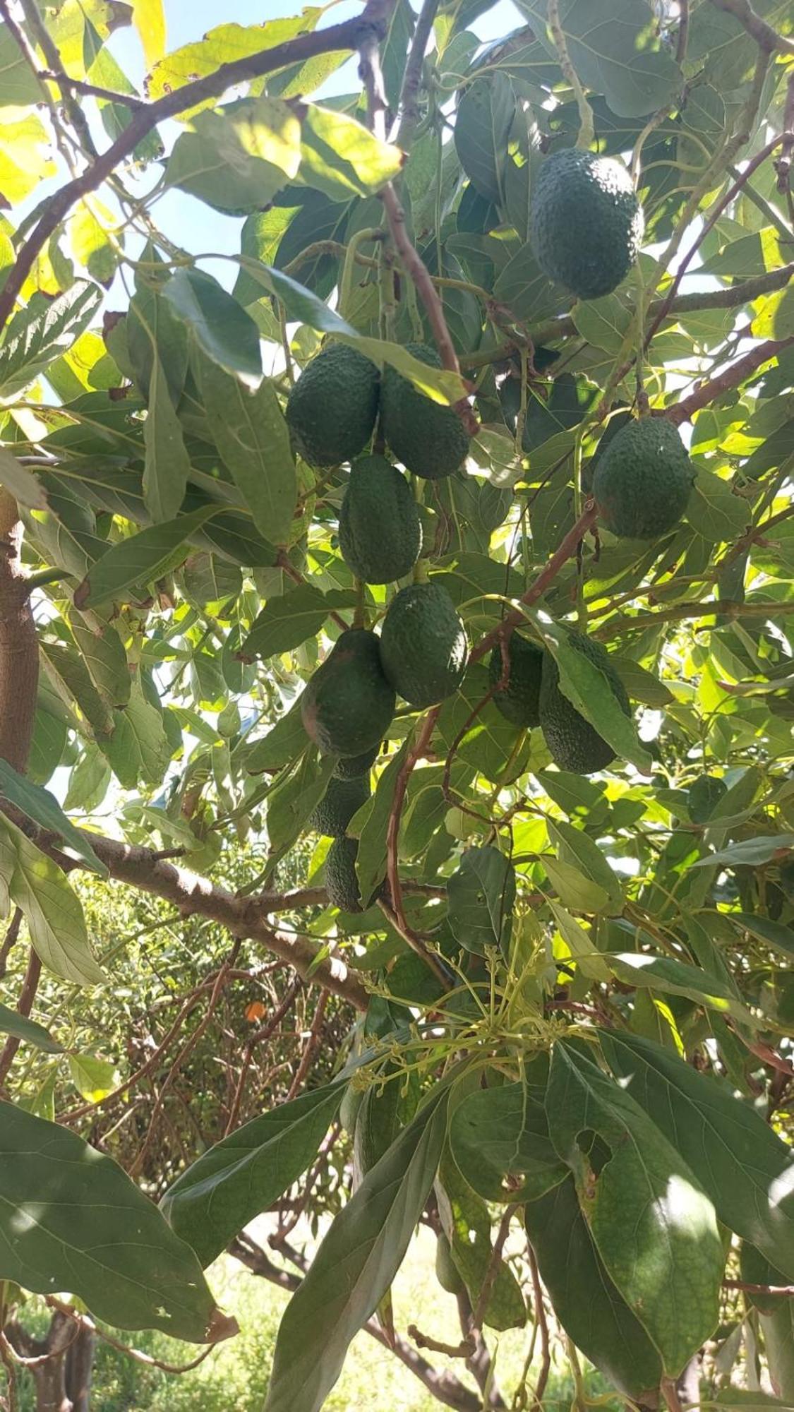 Agritourism Cottage Near Sitia Dış mekan fotoğraf